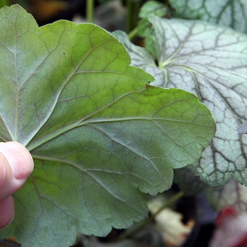Heuchera americana 'Green Spice'  - Green Spice Coral Bells
