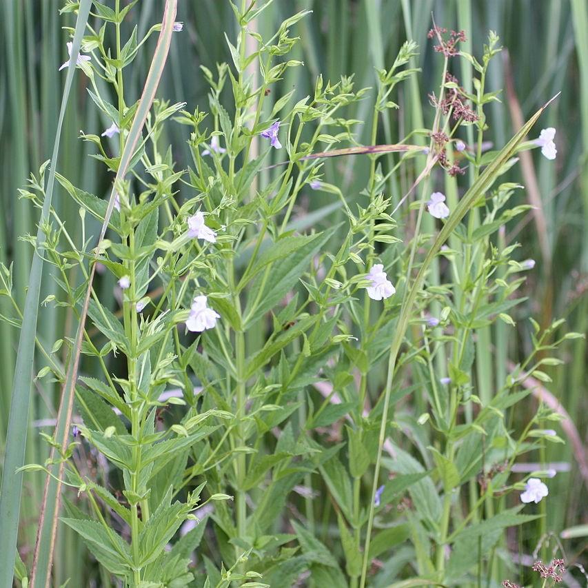 Mimulus ringens  - Allegheny Monkey Flower