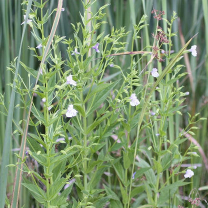 Mimulus ringens  - Allegheny Monkey Flower