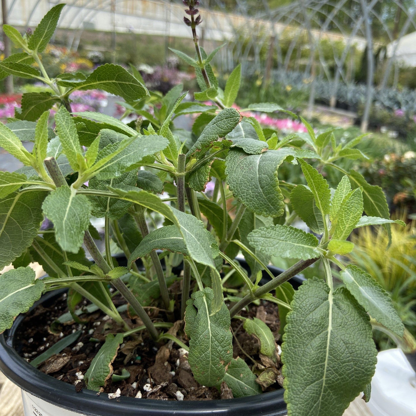 Salvia nemorosa ‘Violet Profusion’  - Violet Profusion Meadow Sage