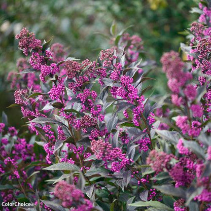 Callicarpa 'Pearl Glam'  - Pearl Glam® Beautyberry