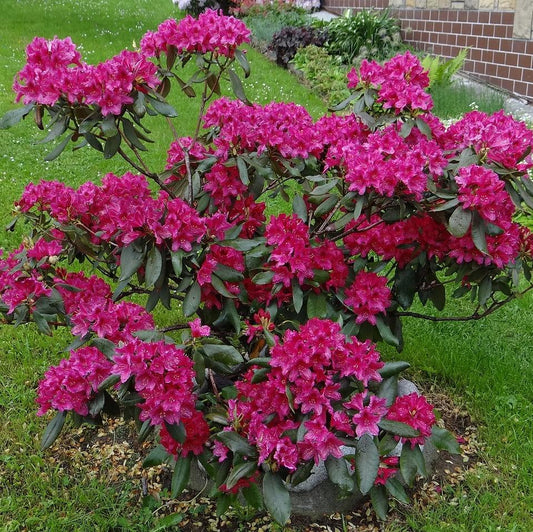 Rhododendron 'Nova Zembla'  - Nova Zembla Rhododendron