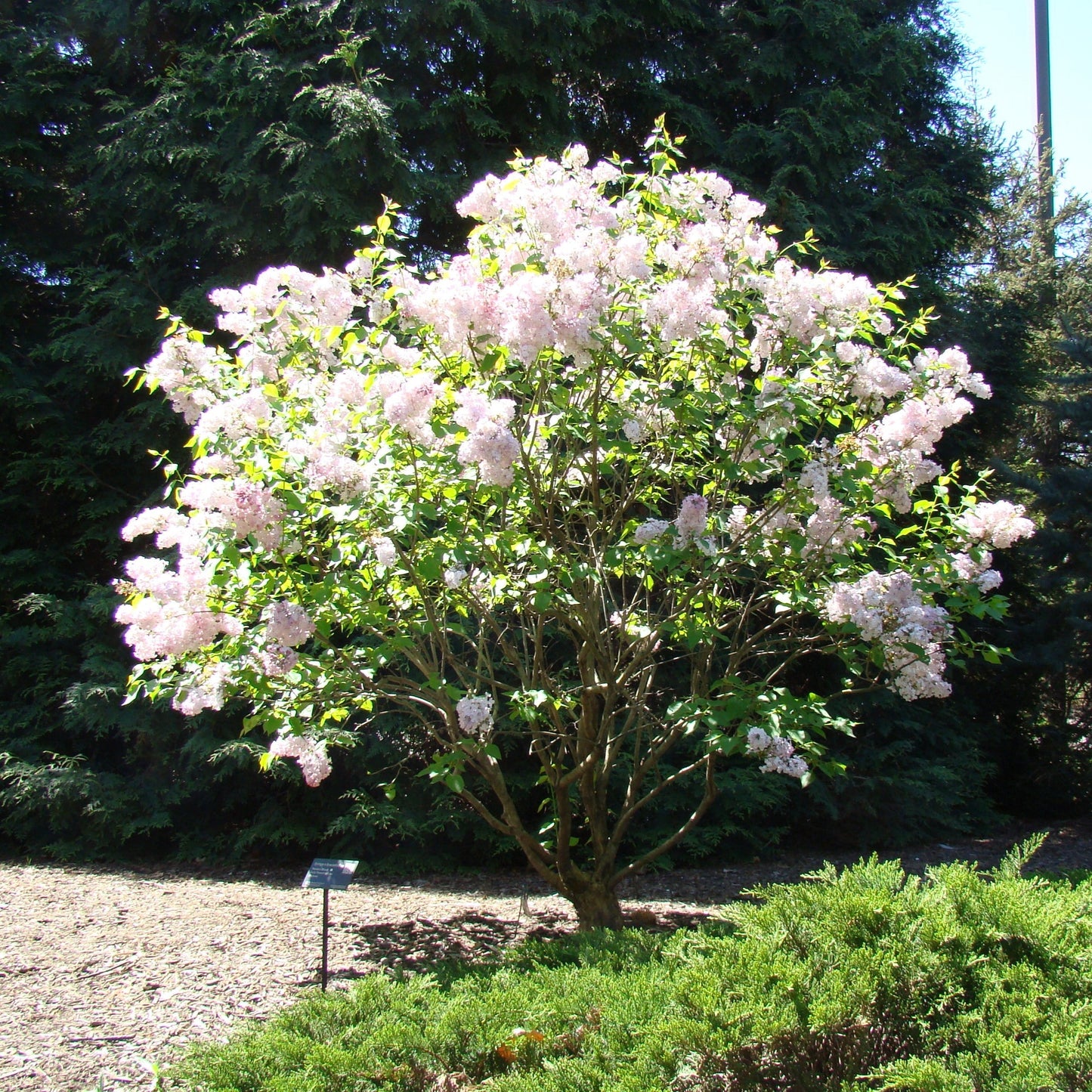 Syringa x hyacinthiflora 'Maiden's Blush'  - Maiden's Blush Lilac