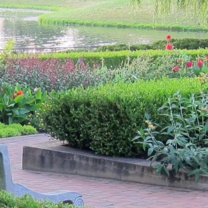 Buxus microphylla var. japonica 'Winter Gem'  - Winter Gem Boxwood