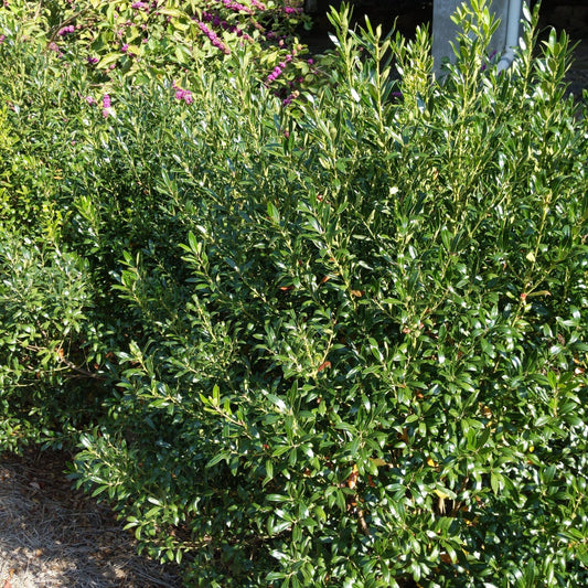 Ilex glabra 'Densa'  - Densa Inkberry Holly