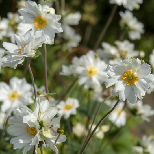 Anemone x hybrida 'Whirlwind'  - Whirlwind Anemone