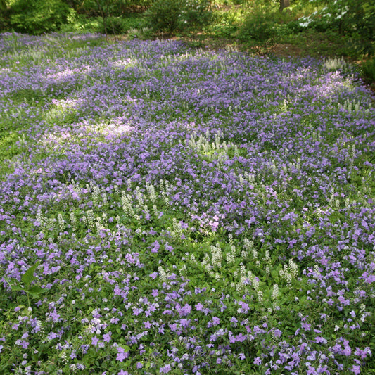 Phlox stolonifera 'Sherwood Purple'  - Sherwood Purple Creeping Phlox