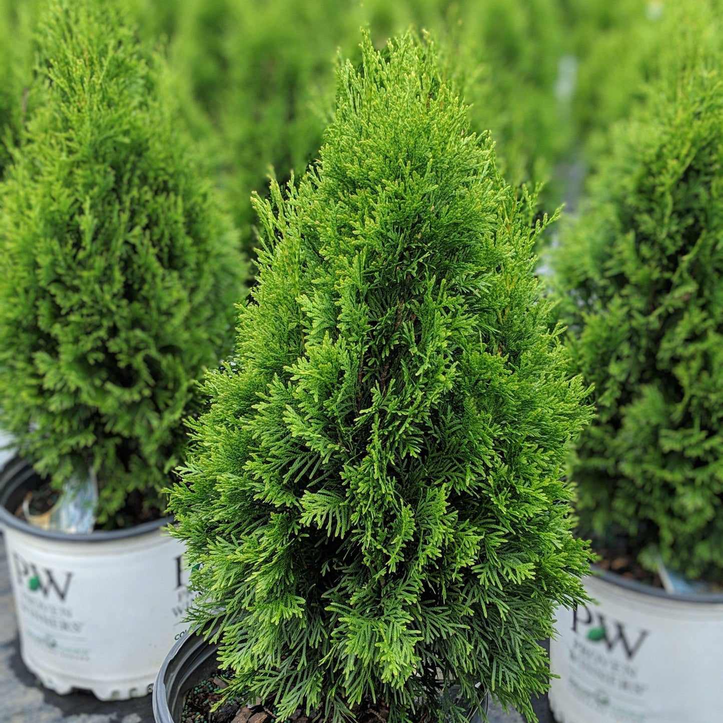 Thuja occidentalis 'Art Boe' PP22,174  - North Pole® Arborvitae