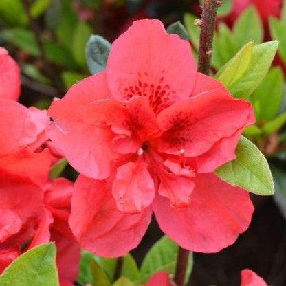 Rhododendron ‘Roblez’  - Encore® Autumn Fire™ Azalea