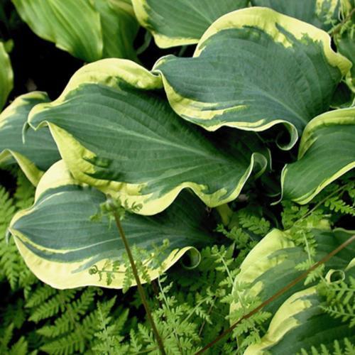 Hosta 'Wheee!' PP23565  - PW® Shadowland® Wheee! Hosta