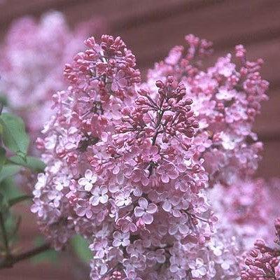 Syringa x hyacinthiflora 'Maiden's Blush'  - Maiden's Blush Lilac