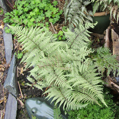 Athyrium 'Ghost'  - Ghost Fern