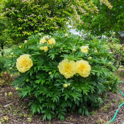 Paeonia 'Bartzella'  - Bartzella Itoh Peony