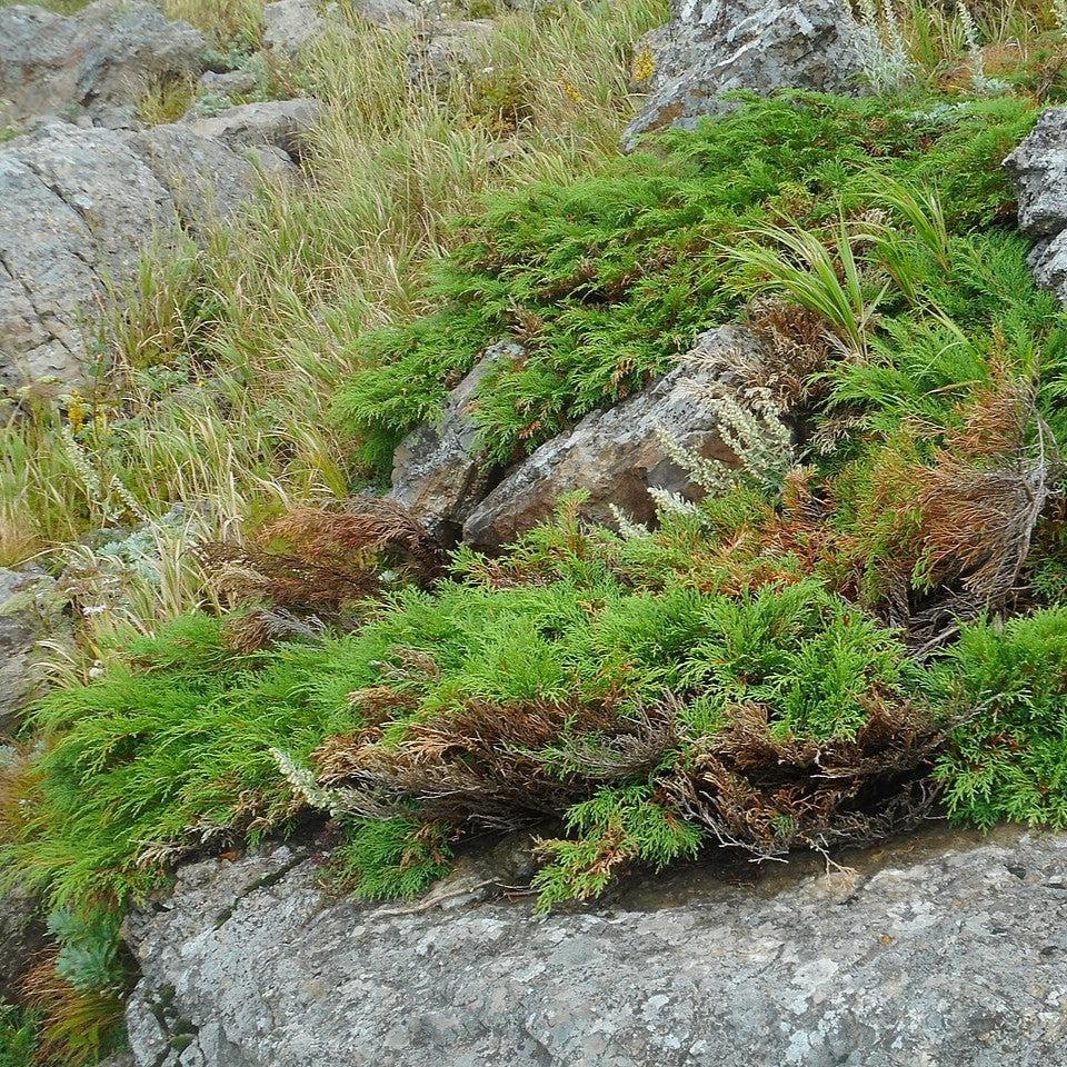 Microbiota decussata  - Siberian Cypress, Russian Arborvitae