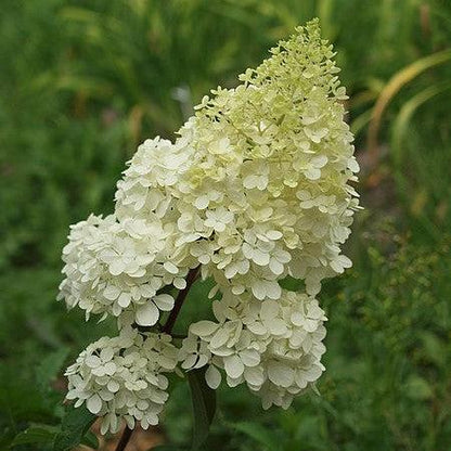 Hydrangea paniculata 'Renhy'  - First Editions® Vanilla Strawberry™ Hydrangea
