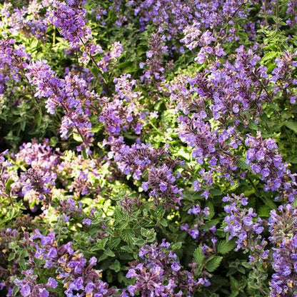 Nepeta faassenii 'Cat's Meow'  - Cat's Meow Catmint