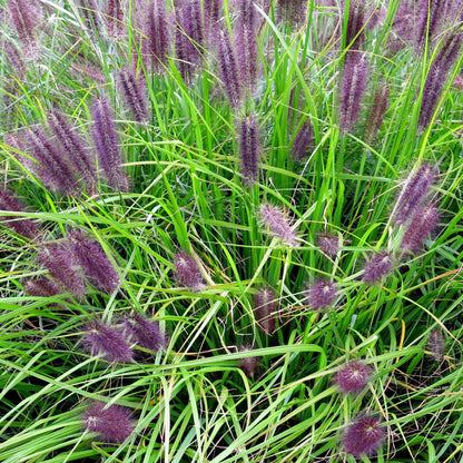 Pennisetum alopecuroides 'Red Head'  - Red Head Fountain Grass