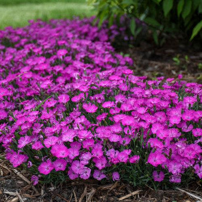 Dianthus 'Paint the Town Fuchsia'  - Paint the Town Fuchsia Dianthus