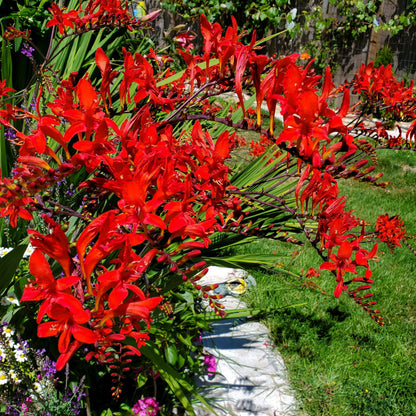 Crocosmia 'Lucifer'  - Lucifer Crocosmia