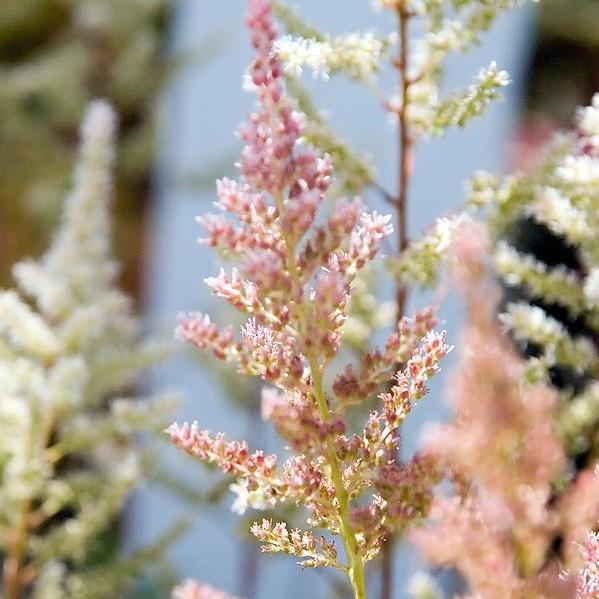 Astilbe japonica 'Rheinland'  - Rheinland Japanese Astilbe