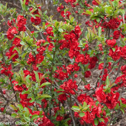 Chaenomeles speciosa 'Scarlet Storm' USPP 20,951  - PW® Double Take™ Scarlet Flowering Quince