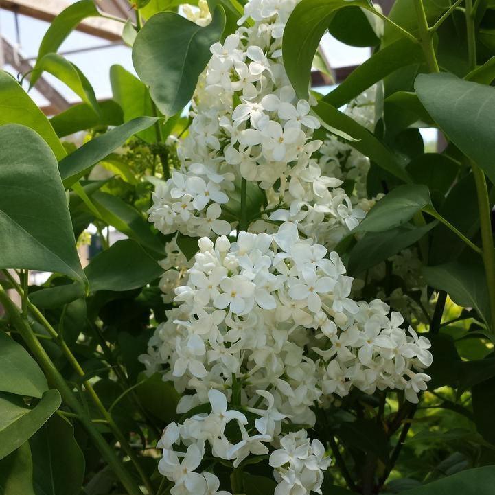 Syringa vulgaris 'Primrose'  - Primrose Lilac