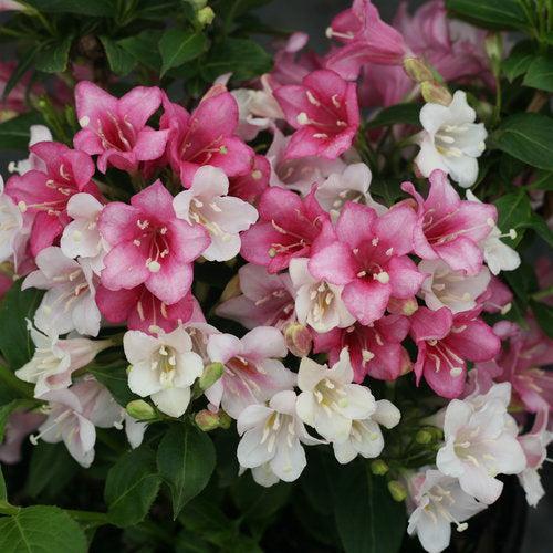 Weigela florida 'VUKOZGemini'  - Czechmark Trilogy® Weigela