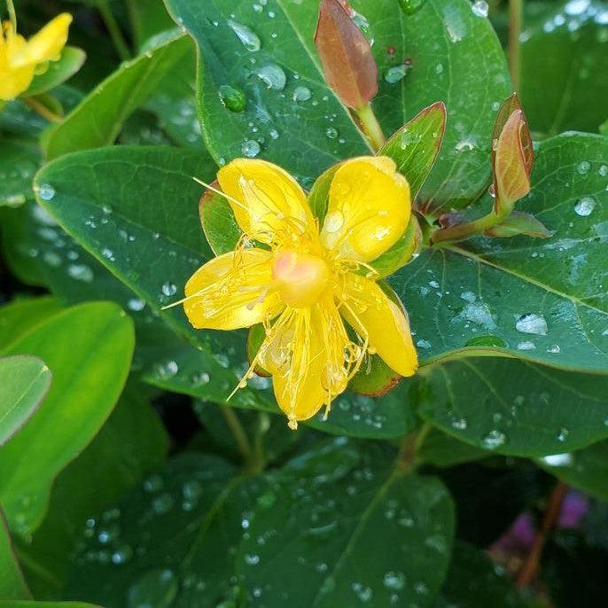 Hypericum x inodorum 'Kolmaref'  - First Editions® Magical® Red Flame St. John's Wort