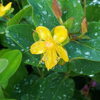 Hypericum x inodorum 'Kolmaref'  - First Editions® Magical® Red Flame St. John's Wort