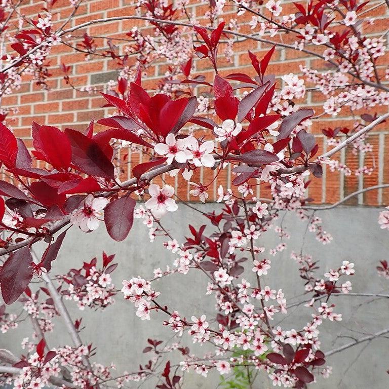 Prunus x cistena  - Purpleleaf Sandcherry