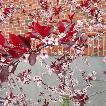 Prunus x cistena  - Purpleleaf Sandcherry