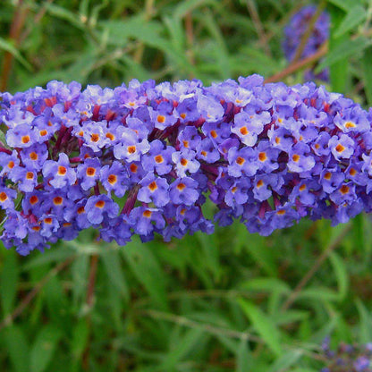 Buddleja davidii 'Nanho Blue'  - Nanho Blue Butterfly Bush