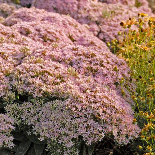 Sedum ‘Pure Joy’  - Rock 'N Round™ Pure Joy Stonecrop