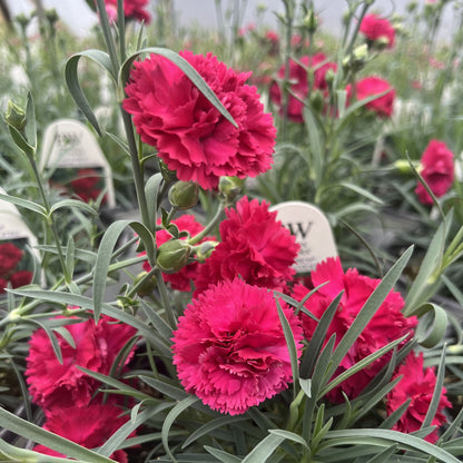 Dianthus 'Cranberry Cocktail'  - PW® Fruit Punch® Cranberry Cocktail Dianthus