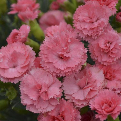 Dianthus 'Classic Coral'  - Fruit Punch® Classic Coral Dianthus