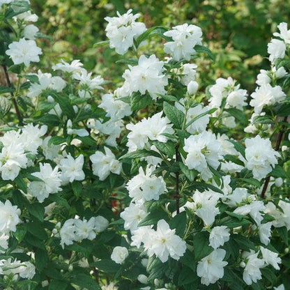 Philadelphus coronarius 'SMNPBD'  - Illuminati Arch® Mockorange