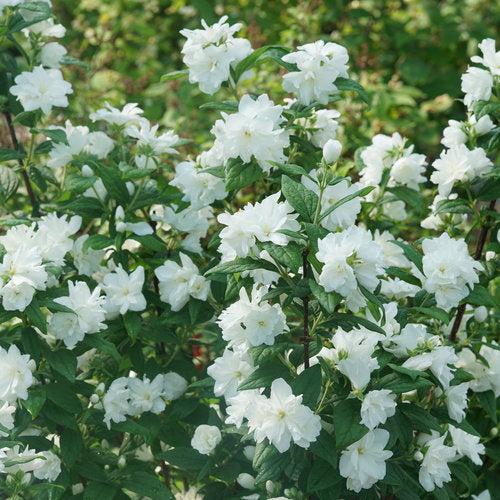 Philadelphus coronarius 'SMNPBD'  - Illuminati Arch® Mockorange