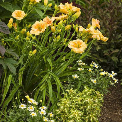 Hemerocallis 'Orange Smoothie'  - Rainbow Rhythm® Orange Smoothie Daylily