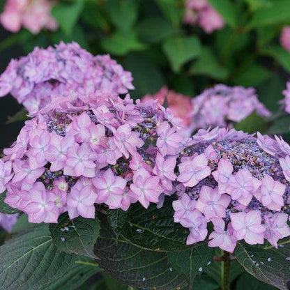 Hydrangea serrata 'SMNHSI'  - Let's Dance® Can Do!® Hydrangea