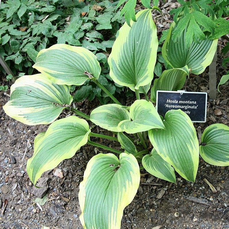 Hosta f. 'Aureomarginata'  - Aureomarginata Hosta