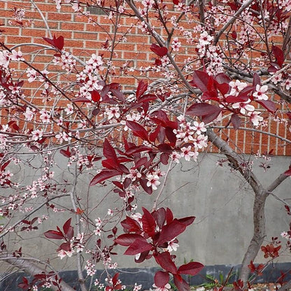 Prunus x cistena  - Purpleleaf Sandcherry