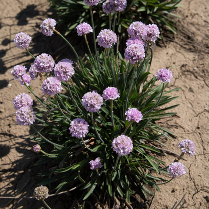 Armeria pseudarmeria 'Sweet Dreams'  - Dreameria® Sweet Dreams Thrift