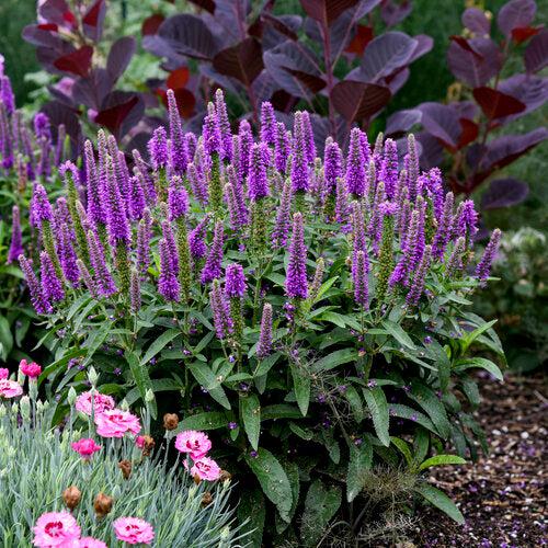 Veronica 'Purple Illusion' PP31301  - PW® Magic Show® Purple Illusion Veronica