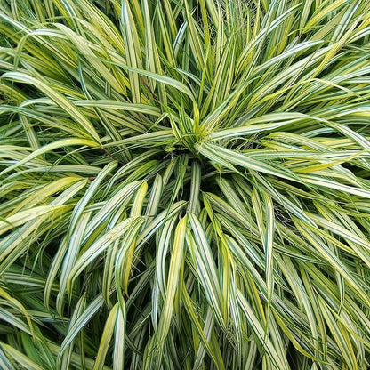 Hakonechloa macra 'Aureola'  - Golden Japanese Forest Grass, Hakone Grass