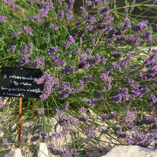 Lavandula x intermedia 'Grosso'  - Grosso Lavender