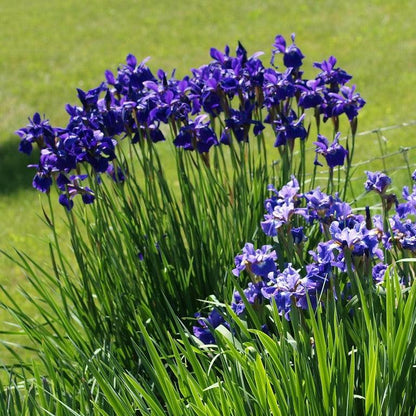 Iris sibirica 'Caesar's Brother'  - Caesar's Brother Siberian Iris