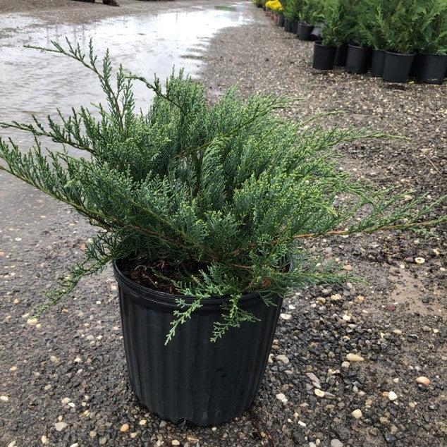 Juniperus virginiana 'Grey Owl'  - Grey Owl Juniper