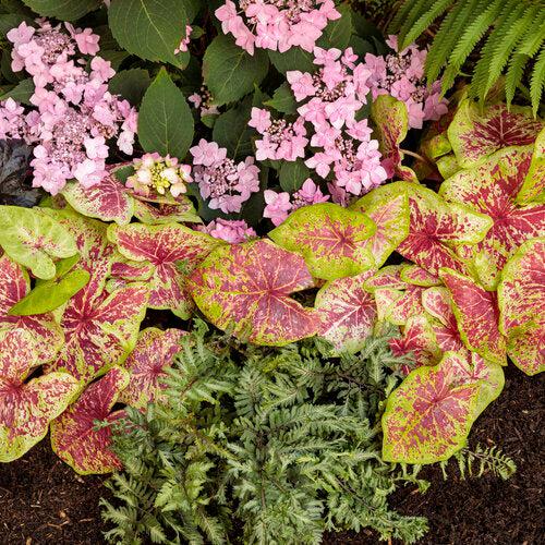 Athyrium niponicum 'Crested Surf'  - PW® Crested Japanese Painted Fern