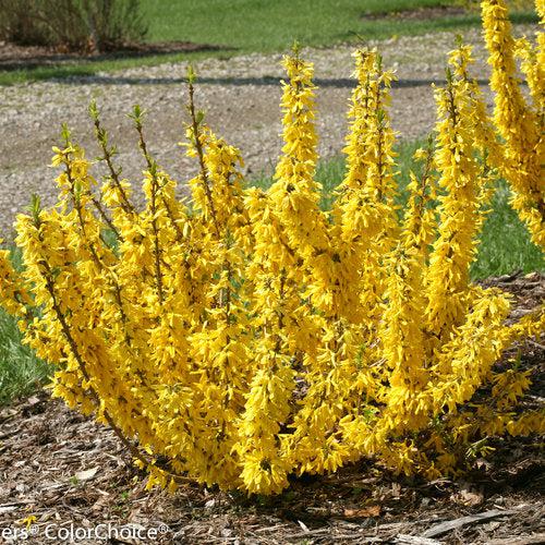 Forsythia x 'NIMBUS' USPP 23,838  - Show Off® Sugar Baby® Forsythia