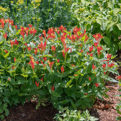 Spigelia marilandica 'Little Redhead  - Little Redhead Indian Pink